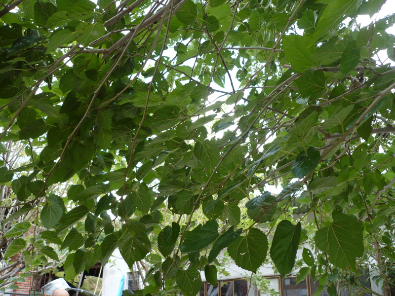 White Mulberry Tree