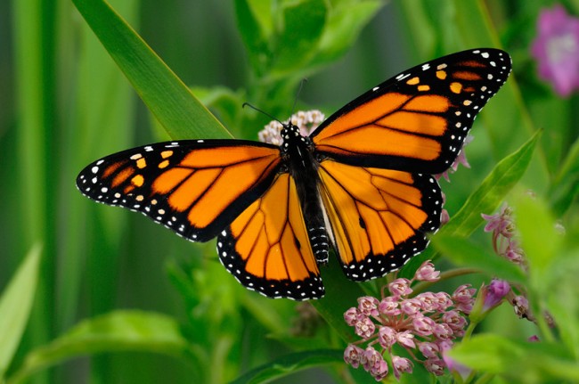 Millions of Monarch Butterflies: A Visit to the Biosphere Reserve in ...